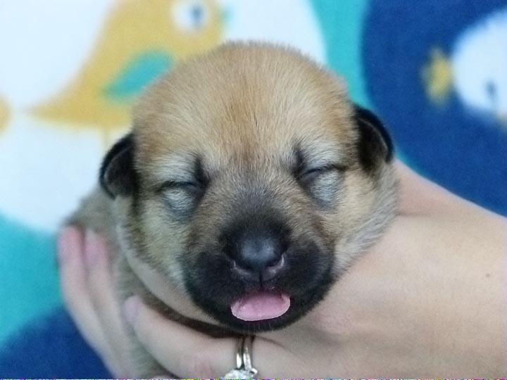 chinook puppy
